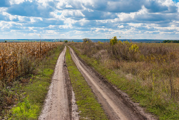 Fototapeta na wymiar Autumnal landscape with an earth road near corn field in rural Ukrainian