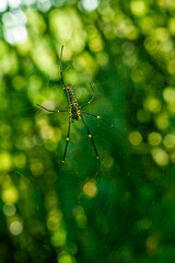 A Spider hanging on web with nice green bokeh background.
