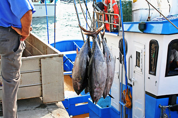 Thunfischfang auf Gran Canaria