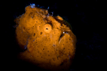Painted Frogfish (Antennarius pictus) in Lembeh Strait