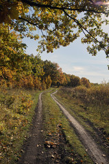 Fototapeta na wymiar photo of autumn trees and fallen leaves on a rural road