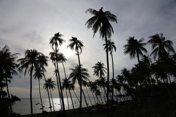 Obraz premium Silhouettes of palm trees on the beach