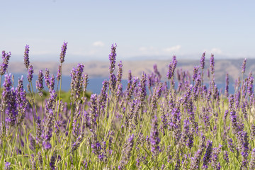 Fields of lavender are typical scenics, with the distant Adriatic Sea a sparkling blue backdrop in...