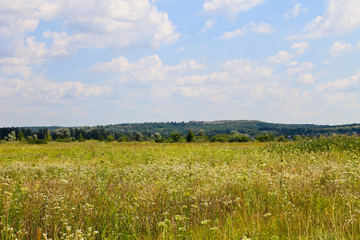 Meadow of white wild flowers