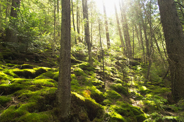 Obraz premium Wide angle shot with sun flares at summer