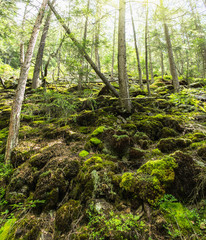 Wide angle vertical shot with sun flares at summer