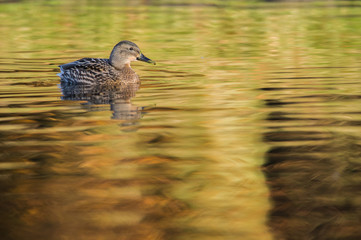 Eine weibliche Ente auf einem See in herbstlicher Stimmung