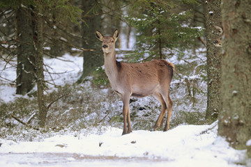 Big and beautiful red deer female during the deer rut in the nature habitat in Czech Republic, european animals, deer rut, deer-park