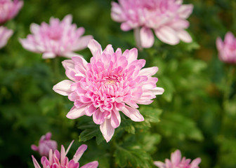 Pink chrysanthemum in garden