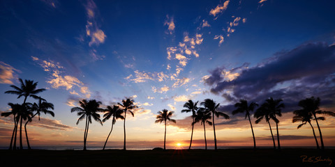 Silhouette Palms at Sunset