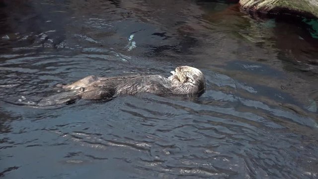 Kalan Sea otter (Enhydra lutris)  in water eating fish