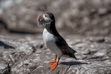 Puffin