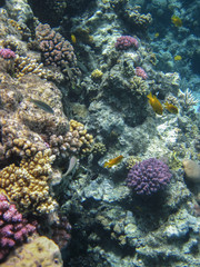 Naklejka na ściany i meble underwater in Hurghada