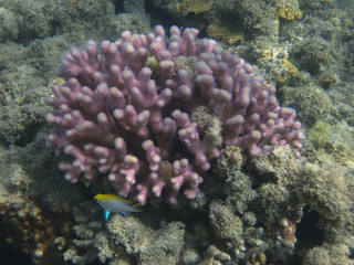 underwater in Hurghada