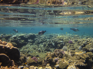 underwater in Hurghada