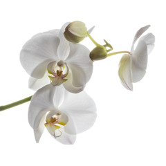 Naklejka na ściany i meble Charming white orchids flowers isolated on a clear white backgro