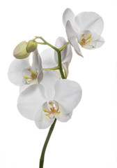 Obraz na płótnie Canvas Alluring white orchids flowers isolated on a clear white backgro