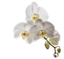 Gordijnen Orchidee Beautiful white orchids flowers isolated on a clear white backgr  © dpetrakov
