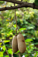 Früchte am Leberwurstbaum (Kigelia africana)