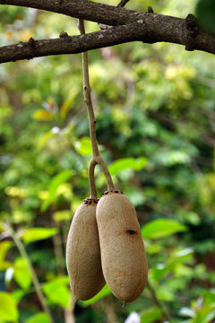 Fr&uuml;chte am Leberwurstbaum (Kigelia africana)