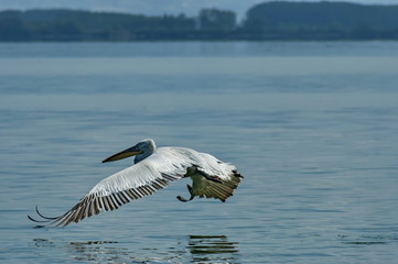 Pelican start fly from water, Kerkini lake, nord Greece