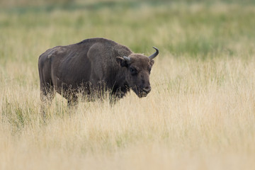 Naklejka na ściany i meble european bison walking in a Meadow field