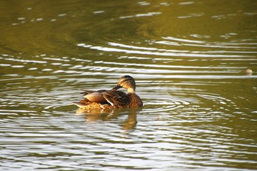 Dzika kaczka na jeziorze © r_zw