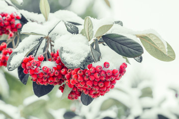 snow covered rowan berries