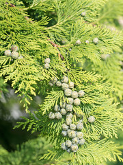 Lebensbaum, Thuja, Blüten, Samen