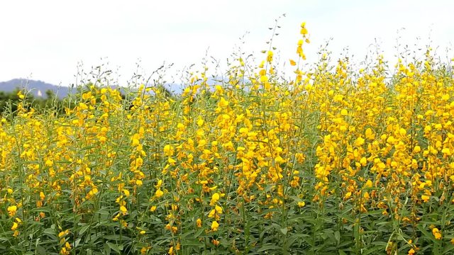 yellow flower in field 