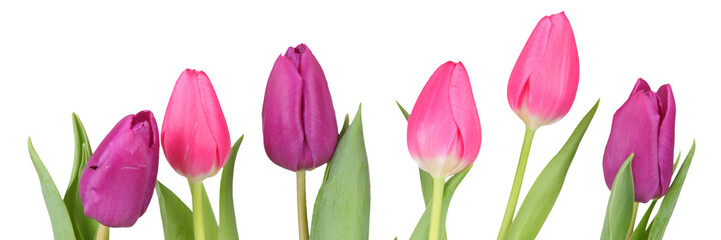 tulips