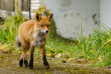 portrait of fox walking on grass