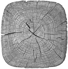 Cross section of tree trunk showing growth rings on white background. wood