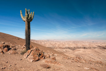 Reserve of Pampa Galeras near Nazca, Peru
