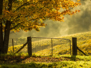 Old gate on a foggy autumn morning