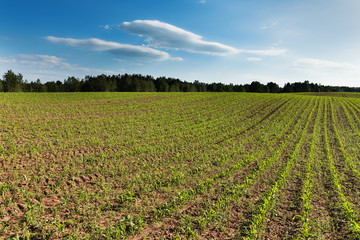 New corn field.