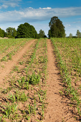Fototapeta na wymiar New corn field.