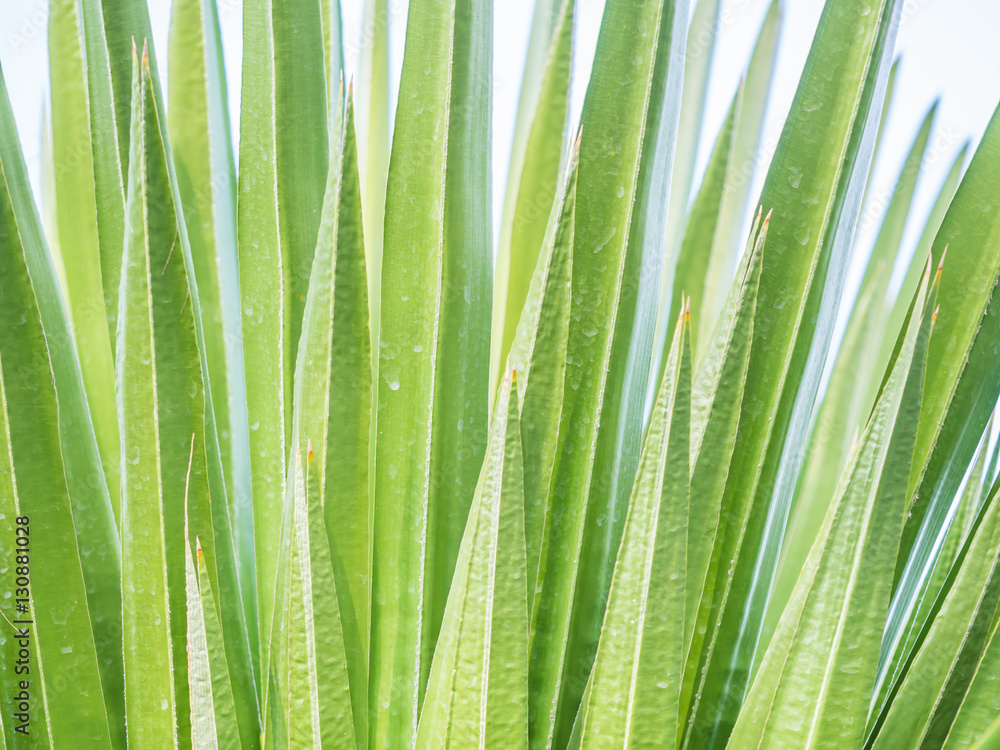 Wall mural Abstract nature background. Green leaves texture for stripes pattern