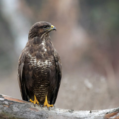 Common buzzard (buteo buteo)