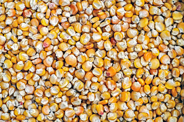 Dried yellow corn grains.
