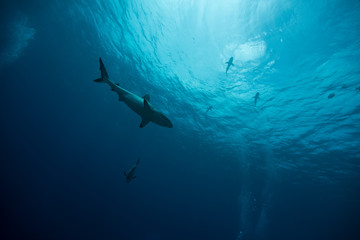 Obraz na płótnie Canvas shark adventure
