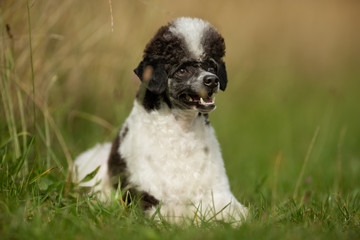 Dwarf Harlekin Poodle Dog