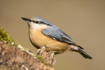 Trapador azul sobre tronco