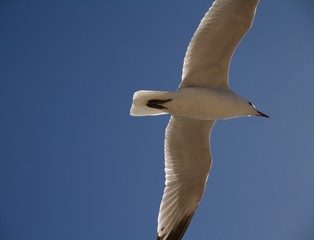 Möwe