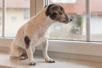 Dog sitting at rain on the window