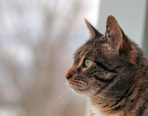 Katze