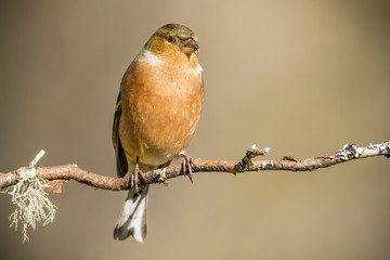 Fringilla coelebs