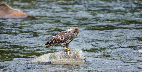 Eagle standing on a rock in the middle of the river and holding prey in its claws. Alaska. Katmai National Park. USA. An excellent illustration.