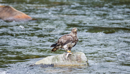 Eagle standing on a rock in the middle of the river and holding prey in its claws. Alaska. Katmai National Park. USA. An excellent illustration.