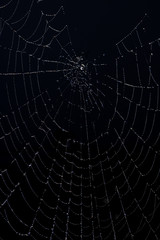 Spider Wed Covered In Dew On Black Background